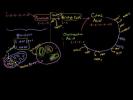 Krebs / Citric Acid Cycle Krebs / Citric Acid Cycle