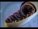 How Cells Obtain Energy How Cells Obtain Energy