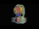 F1 ATP synthase F1 ATP synthase