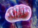 mitochondria 3D animation mitochondria 3D animation