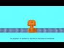 ATP Synthase Animation ATP Synthase Animation